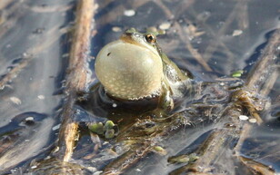 Boreal chorus frog with his throat pouch extended to call mates.
