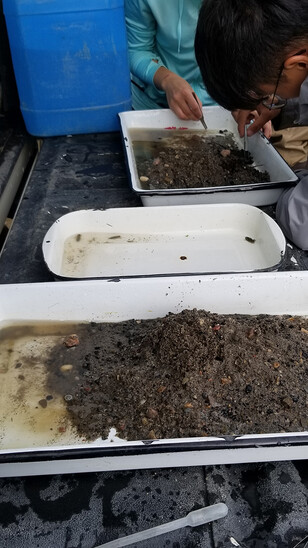 Researchers sort the samples on the back of a tailgate.