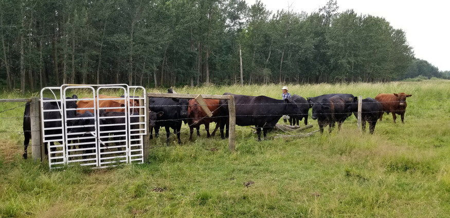 Cattle stand near gate in a pasture with farmer wearing cowboy hat.