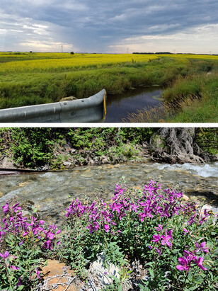 River running through an agricultural area with canola in the background.