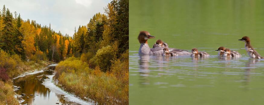 Close up of Common Merganser duck with its ducklings in the water.