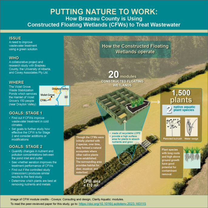 Infographic about how the Violet Grove Constructed Floating Wetland uses native plants to treat wastewater in Brazeau County.