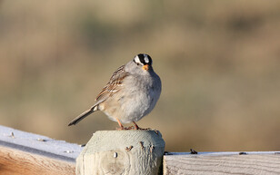 A white-crowned sparrow sits on a fence post.