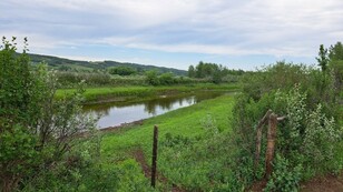 Previous cattle watering site on the Battle River. Now fenced off with new plant growth.