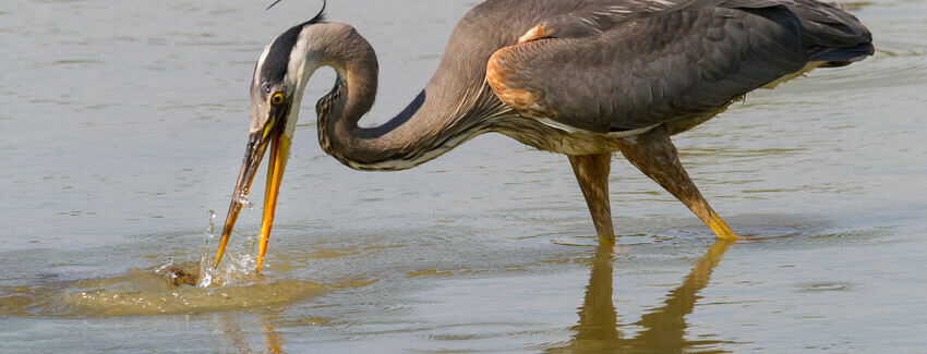 Great Blue Heron. Image credit: Roger Kirchen.