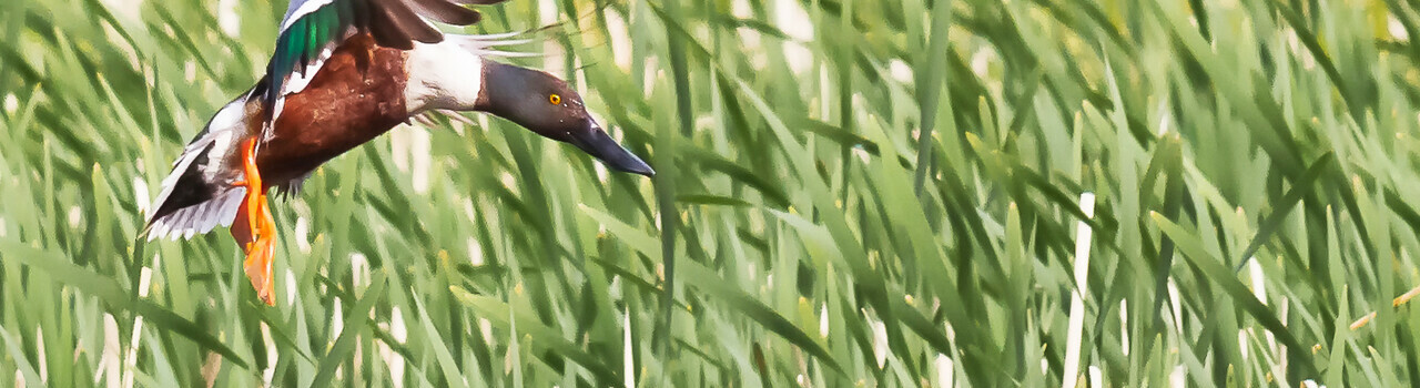 Northern Shoveler landing at Murray Marsh.