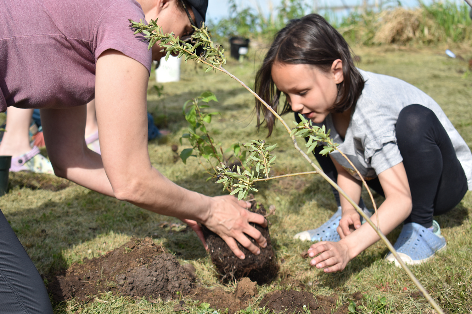 Woman and girl work together on planting.