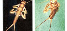 Illustration of Aquatic Invertebrates.