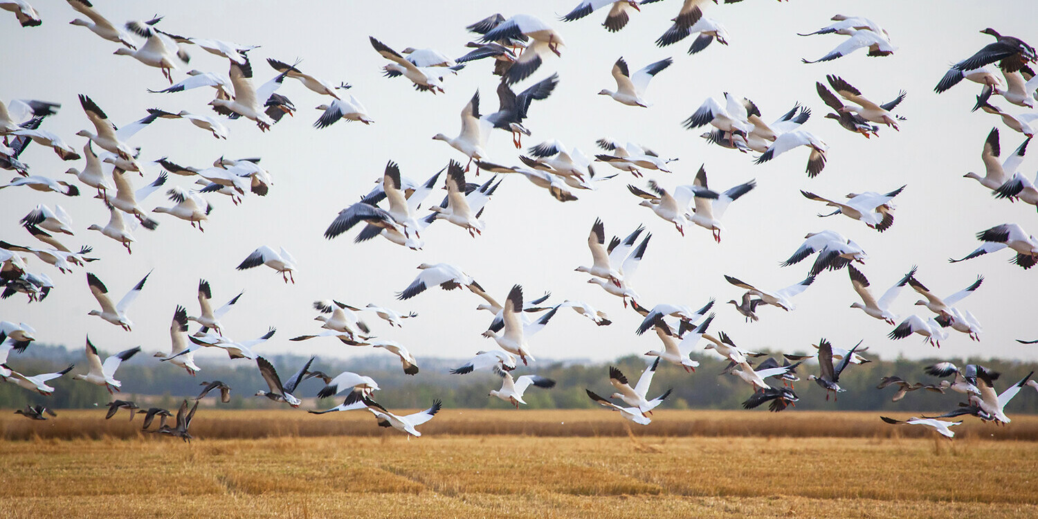 Snow geese migration
