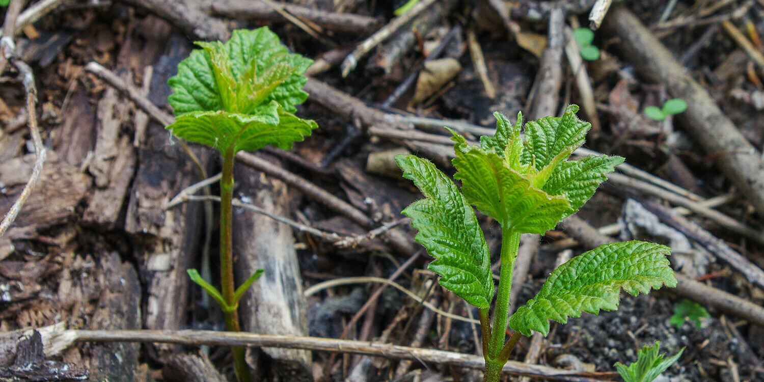 Plants sprout up in the woods