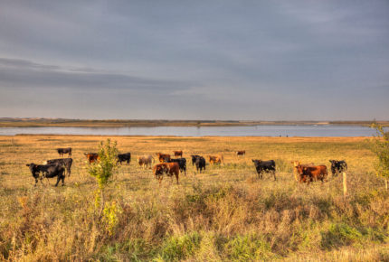 Cows in field  Photo: Bill Trout