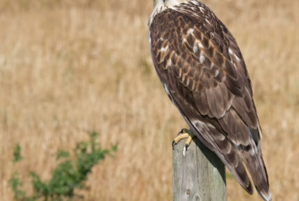 Hawk on Fence Post
Photo: Roger Kirchen