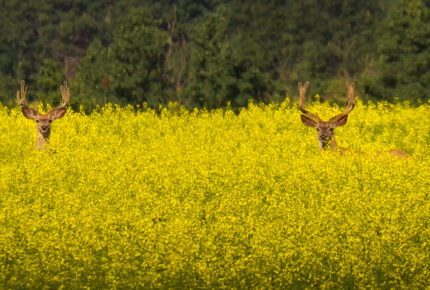 Deer in canola  Photo: Roger Kirchen