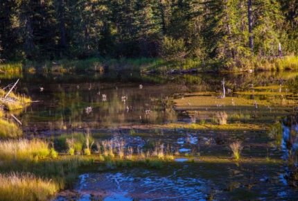 Pond near Corkscrew Mountain, Clearwater subwatershed. photo: Bill Trout: 