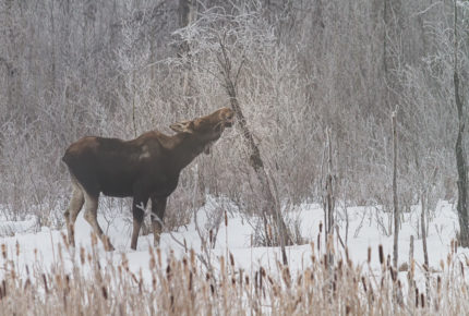 Moose feeding on hoar frost covered branches - Elk Island National Park - Photo: Roger Kirchen