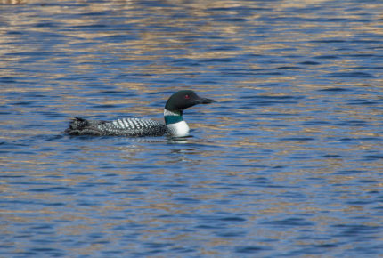 photo: Bill Trout
Loon on lake just east of Thorhild