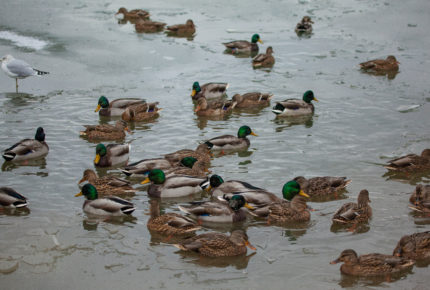 Flock of Mallards, Hawrelak Park, Edmonton, Strawberry subwatershed. photo: Bill Trout