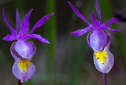 Purple Orchids  Brazeau subwatershed. photo: Karen Albert