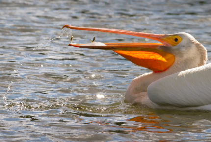 Pelican eating a fish  Photo: Roger Kirchen