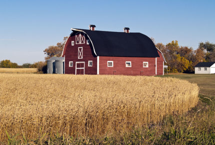 Barn and wheat - Victoria Settlement
 Photo: Heather Kuchma