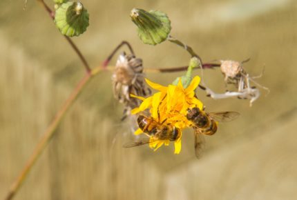 Bee on Hawksbeard, Brazeau subwatershed. photo: Images Alberta Camera Club