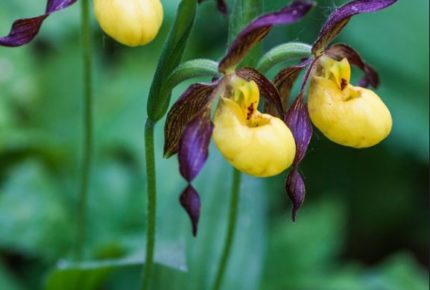 Yellow Lady Slipper (Cypripedium parviflorum), Wagner Bog, Sturgeon subwatershed. These are slow growing plants, taking years to flower. Lady Slippers are very fussy about where they grow. Don`t dig them up in the wild unless their habitat is being permanently destroyed. photo: Carol Rusinek. 